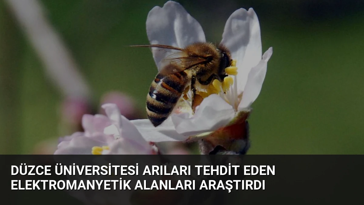Düzce Üniversitesi Arıları Tehdit Eden Elektromanyetik Alanları Araştırdı