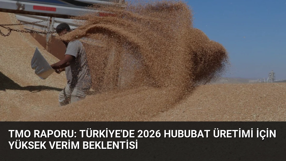 TMO Raporu: Türkiye’de 2026 Hububat Üretimi İçin Yüksek Verim Beklentisi