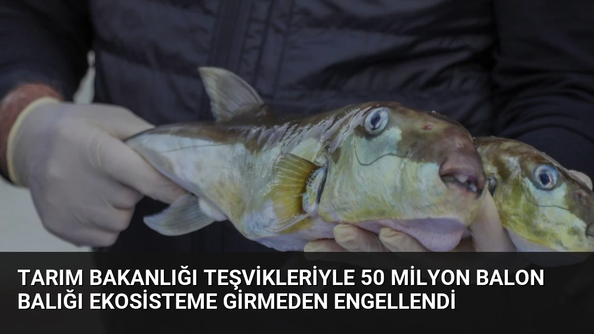 Tarım Bakanlığı Teşvikleriyle 50 Milyon Balon Balığı Ekosisteme Girmeden Engellendi
