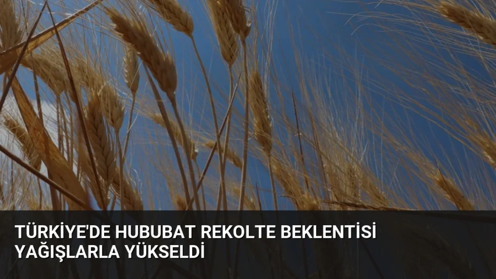 Türkiye'de Hububat Rekolte Beklentisi Yağışlarla Yükseldi