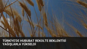 Türkiye'de Hububat Rekolte Beklentisi Yağışlarla Yükseldi