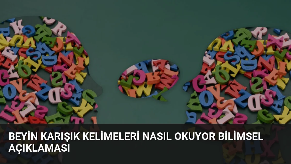 Beyin Karışık Kelimeleri Nasıl Okuyor Bilimsel Açıklaması