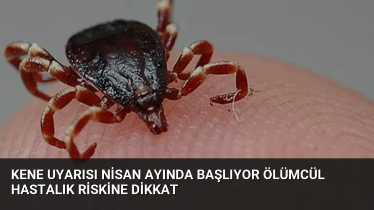 Kene Uyarısı Nisan Ayında Başlıyor Ölümcül Hastalık Riskine Dikkat