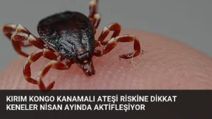 Kırım Kongo Kanamalı Ateşi Riskine Dikkat Keneler Nisan Ayında Aktifleşiyor