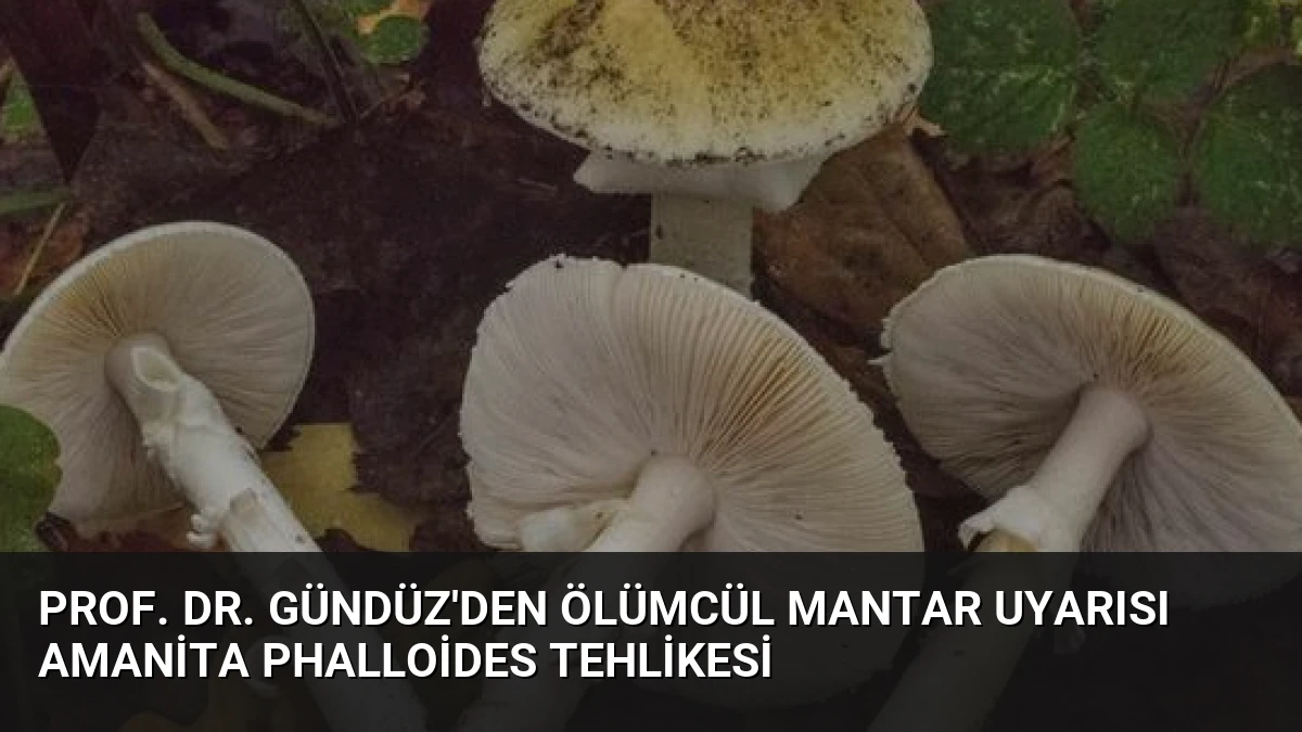 Prof. Dr. Gündüz’den Ölümcül Mantar Uyarısı Amanita Phalloides Tehlikesi