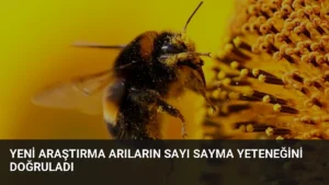 Yeni Araştırma Arıların Sayı Sayma Yeteneğini Doğruladı