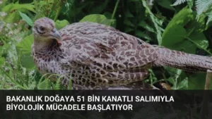 Bakanlık Doğaya 51 Bin Kanatlı Salımıyla Biyolojik Mücadele Başlatıyor