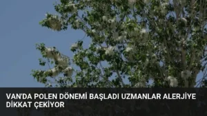 Van'da Polen Dönemi Başladı Uzmanlar Alerjiye Dikkat Çekiyor