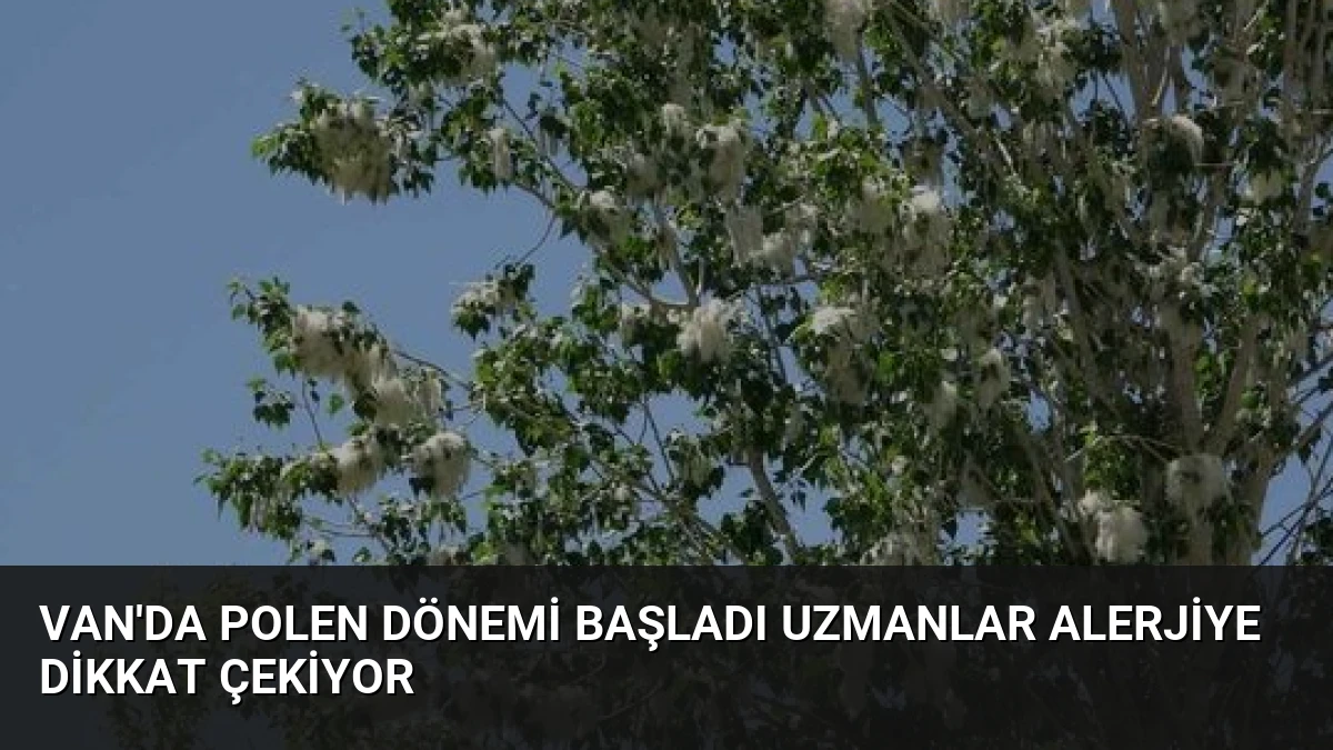 Van’da Polen Dönemi Başladı Uzmanlar Alerjiye Dikkat Çekiyor