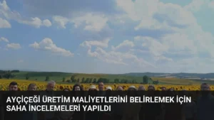 Ayçiçeği Üretim Maliyetlerini Belirlemek İçin Saha İncelemeleri Yapıldı